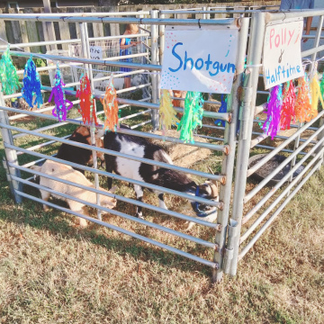 Small Traveling Petting Farm